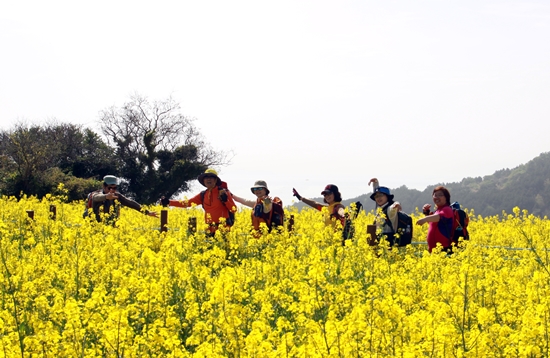 유채꽃이 활짝핀 청산도를 방문한 관광객들이 노란색으로 물든 유채밭에서 춤을추며 즐거운 시간을 보내고 있다.