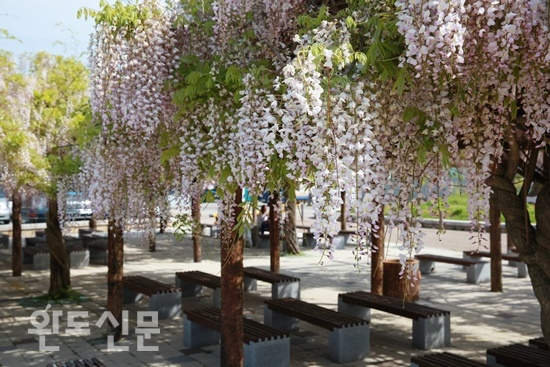 완도항만여객터미널 앞마당 쉼터에 등나무 꽃이 만발했다. /박남수 기자