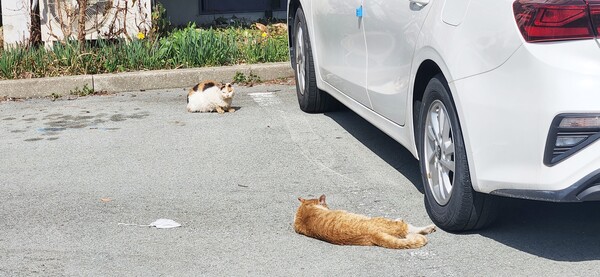 완도읍 주택단지에서 떠돌이 생활을 하고 있는 길고양이들.